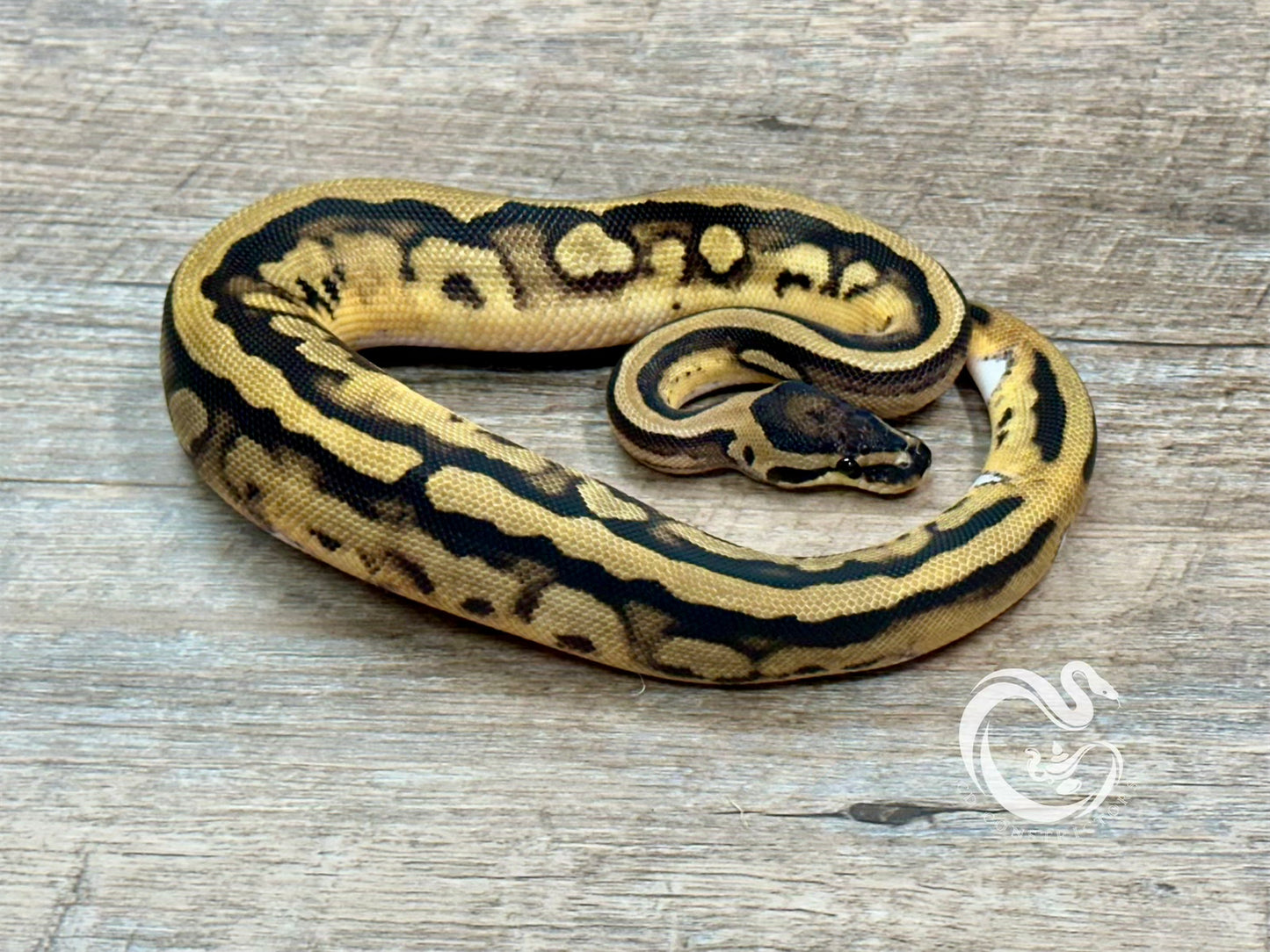 0.1 Pied DH Desert Ghost VPI Axanthic 50% Het Cryptic