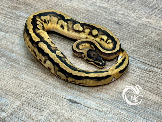 0.1 Pied DH Desert Ghost VPI Axanthic 50% Het Cryptic