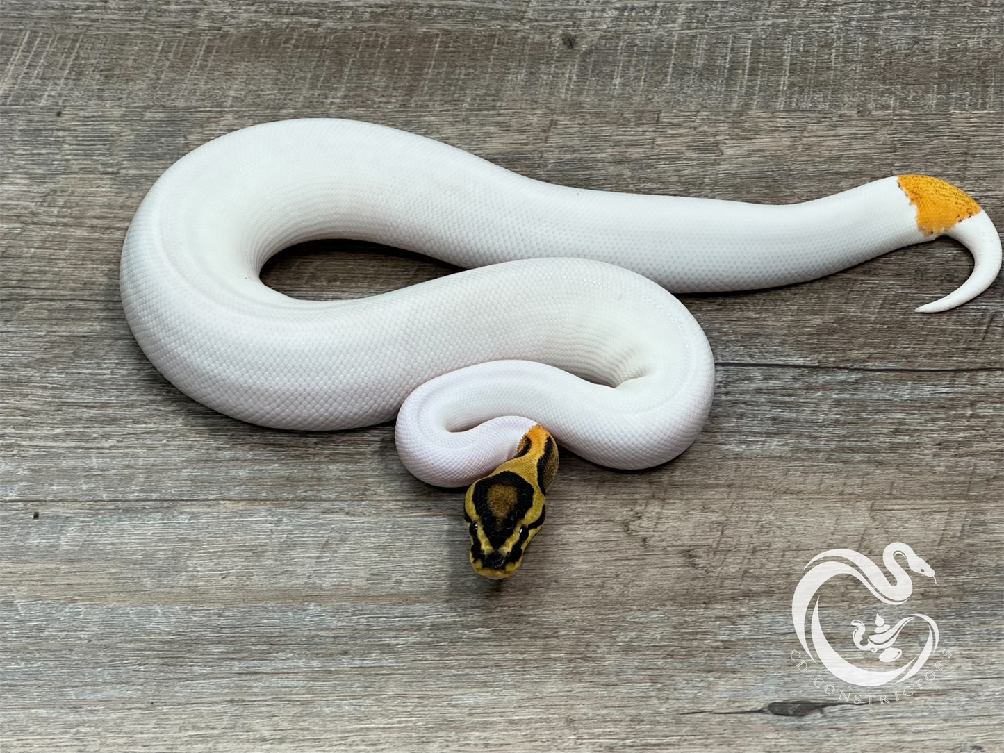 0.1 Asphalt Orange Dream Pied Het Clown