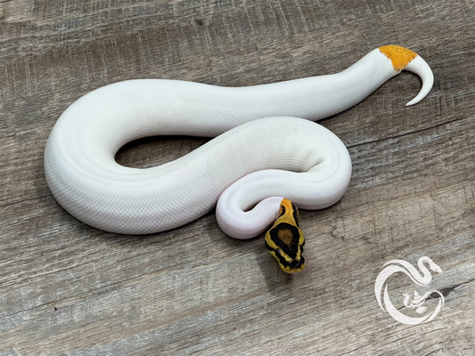 0.1 Asphalt Orange Dream Pied Het Clown