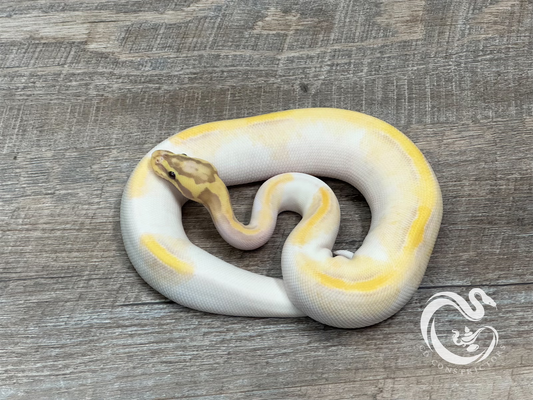 0.1 Banana Enchi Pastel Yellow Belly Pied 100% Het Monarch