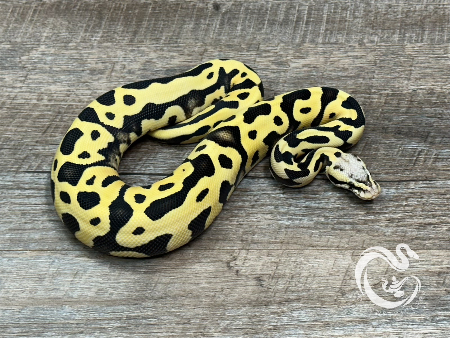 0.1 Leopard Orange Dream Pastel Desert Ghost Het Pied (50% Het Cryptic)