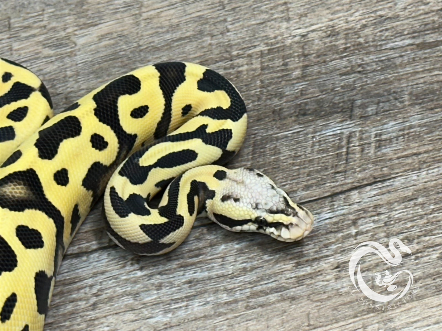 0.1 Leopard Orange Dream Pastel Desert Ghost Het Pied (50% Het Cryptic)