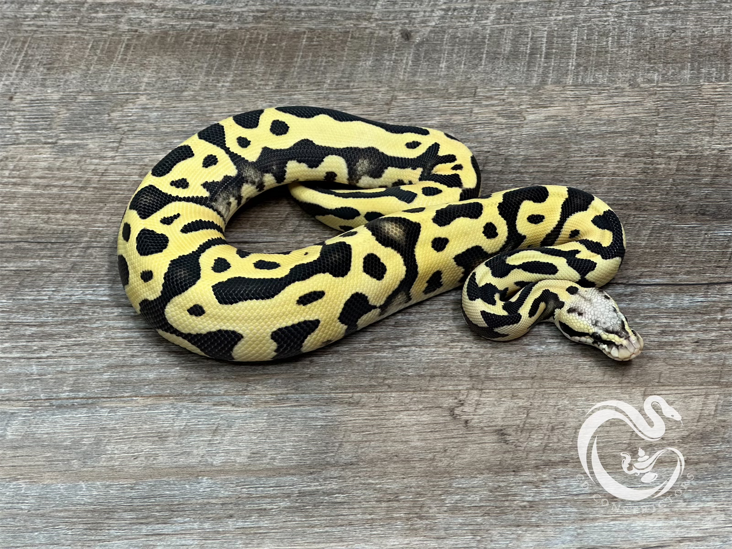 0.1 Leopard Orange Dream Pastel Desert Ghost Het Pied (50% Het Cryptic)