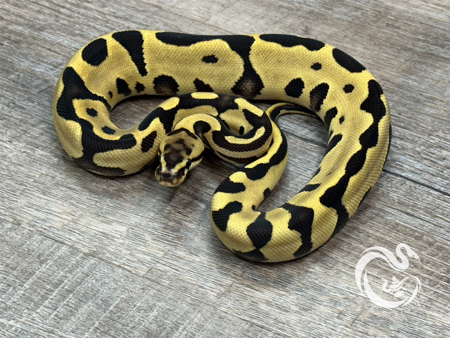 0.1 Leopard Fire TH Desert Ghost VPI Axanthic Clown