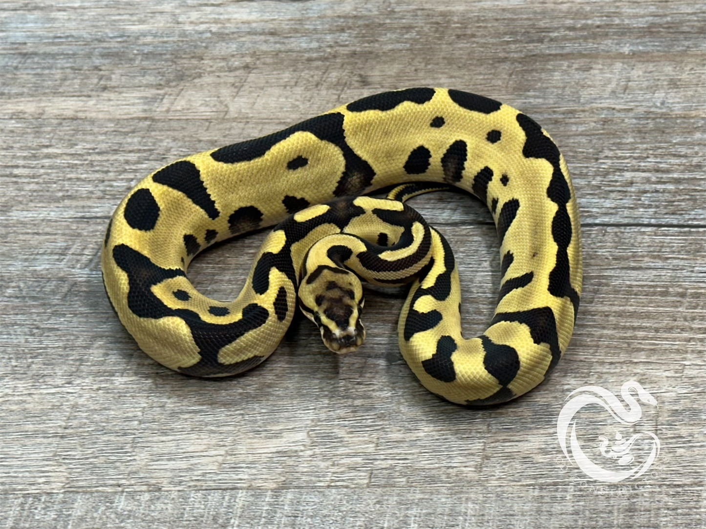 0.1 Leopard Fire TH Desert Ghost VPI Axanthic Clown