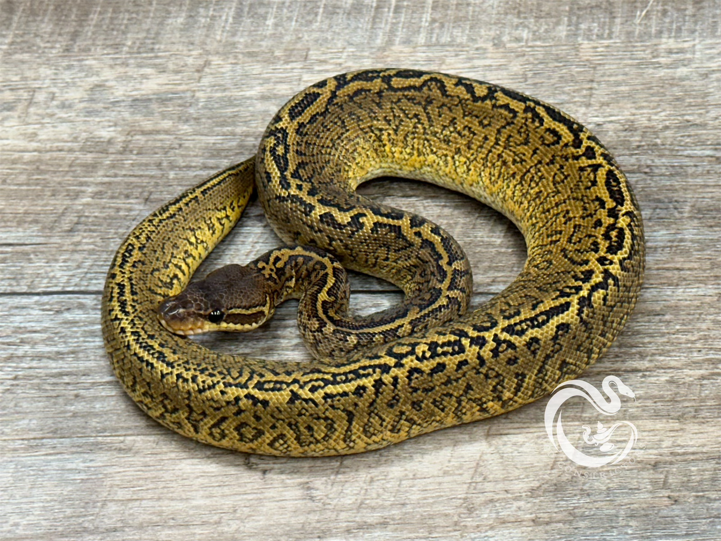 0.1 Monsoon Het Clown