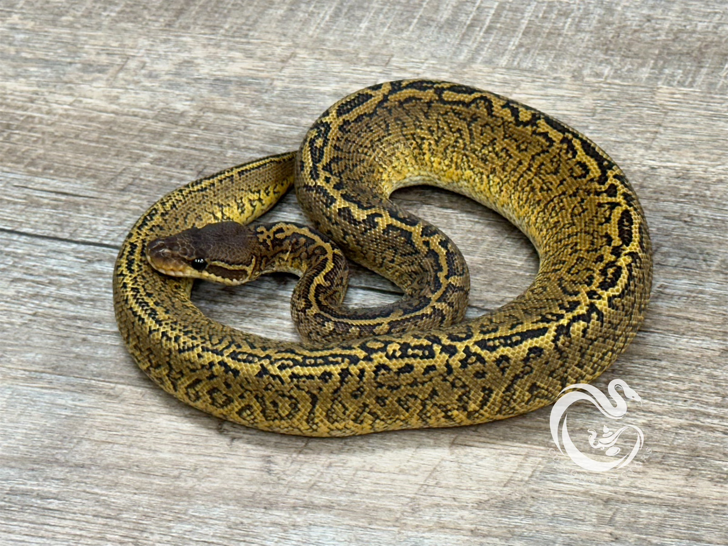 0.1 Monsoon Het Clown