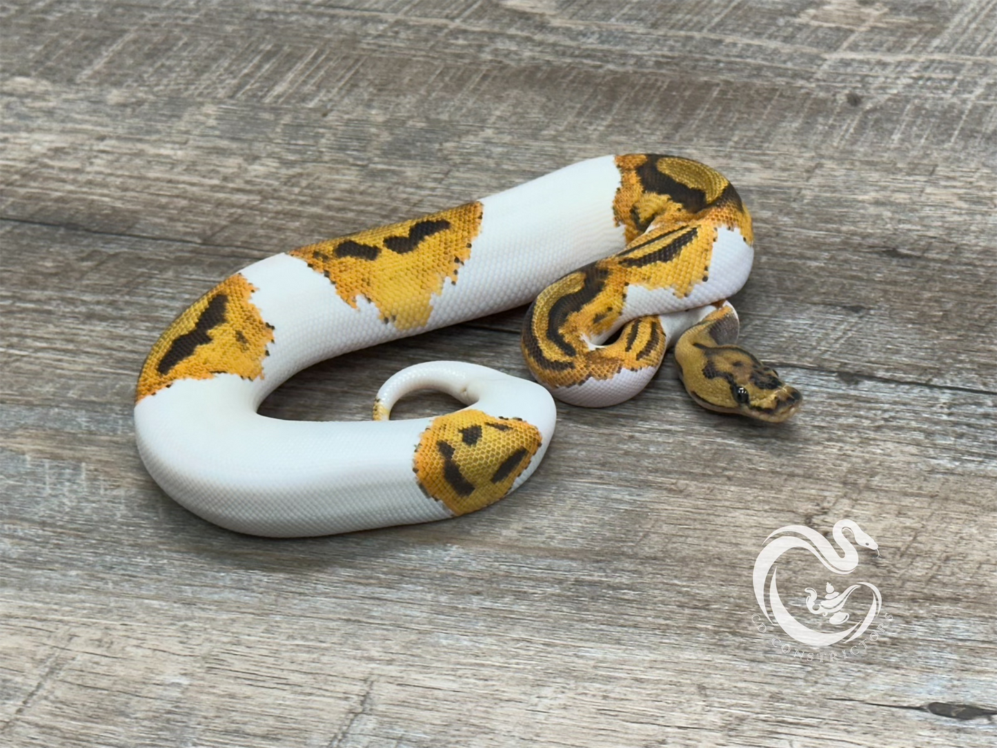 0.1 Orange Dream Clown Pied