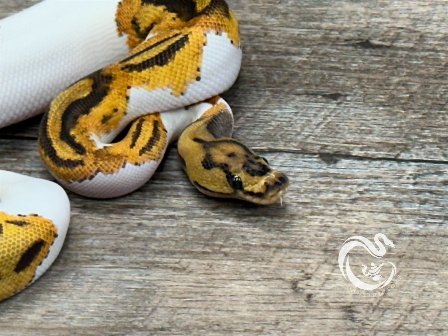 0.1 Orange Dream Clown Pied