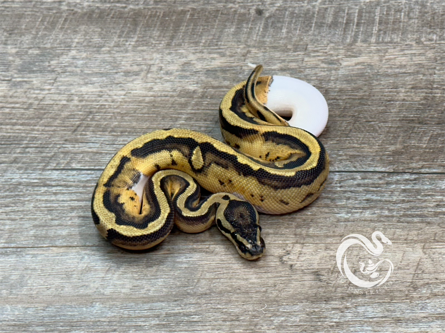 0.1 Pied DH Desert Ghost VPI Axanthic 50% Het Cryptic