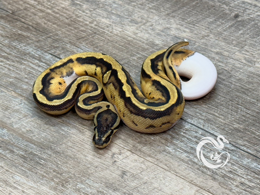 0.1 Pied DH Desert Ghost VPI Axanthic 50% Het Cryptic