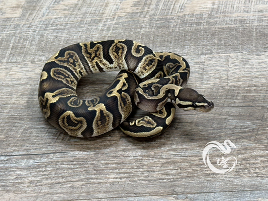 0.1 GHI TH Desert Ghost VPI Axanthic Pied 50% Het Cryptic