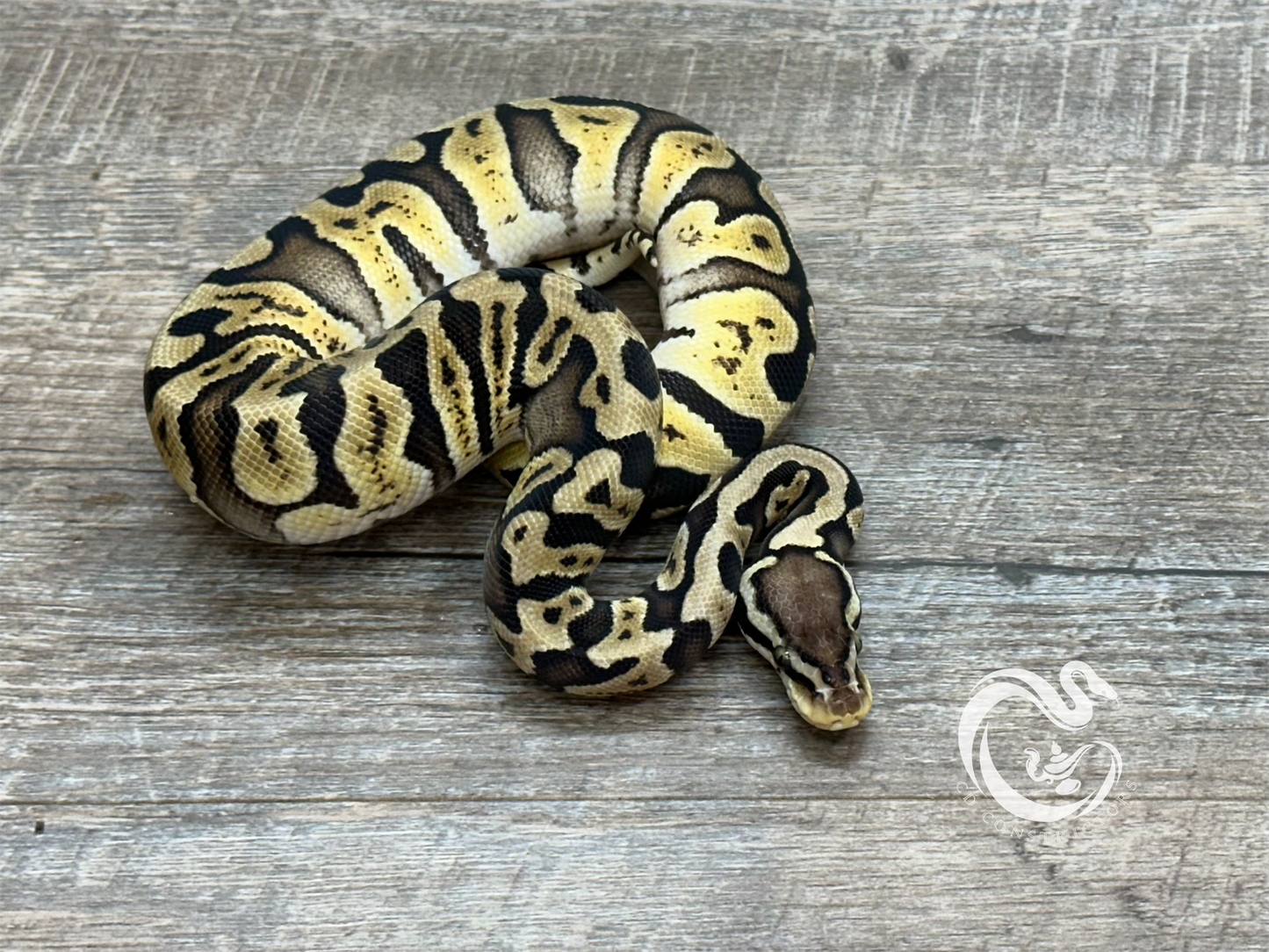 0.1 GHI Pastel TH Desert Ghost VPI Axanthic Pied 50% Het Cryptic