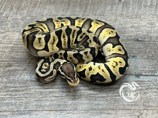 0.1 GHI Pastel TH Desert Ghost VPI Axanthic Pied 50% Het Cryptic