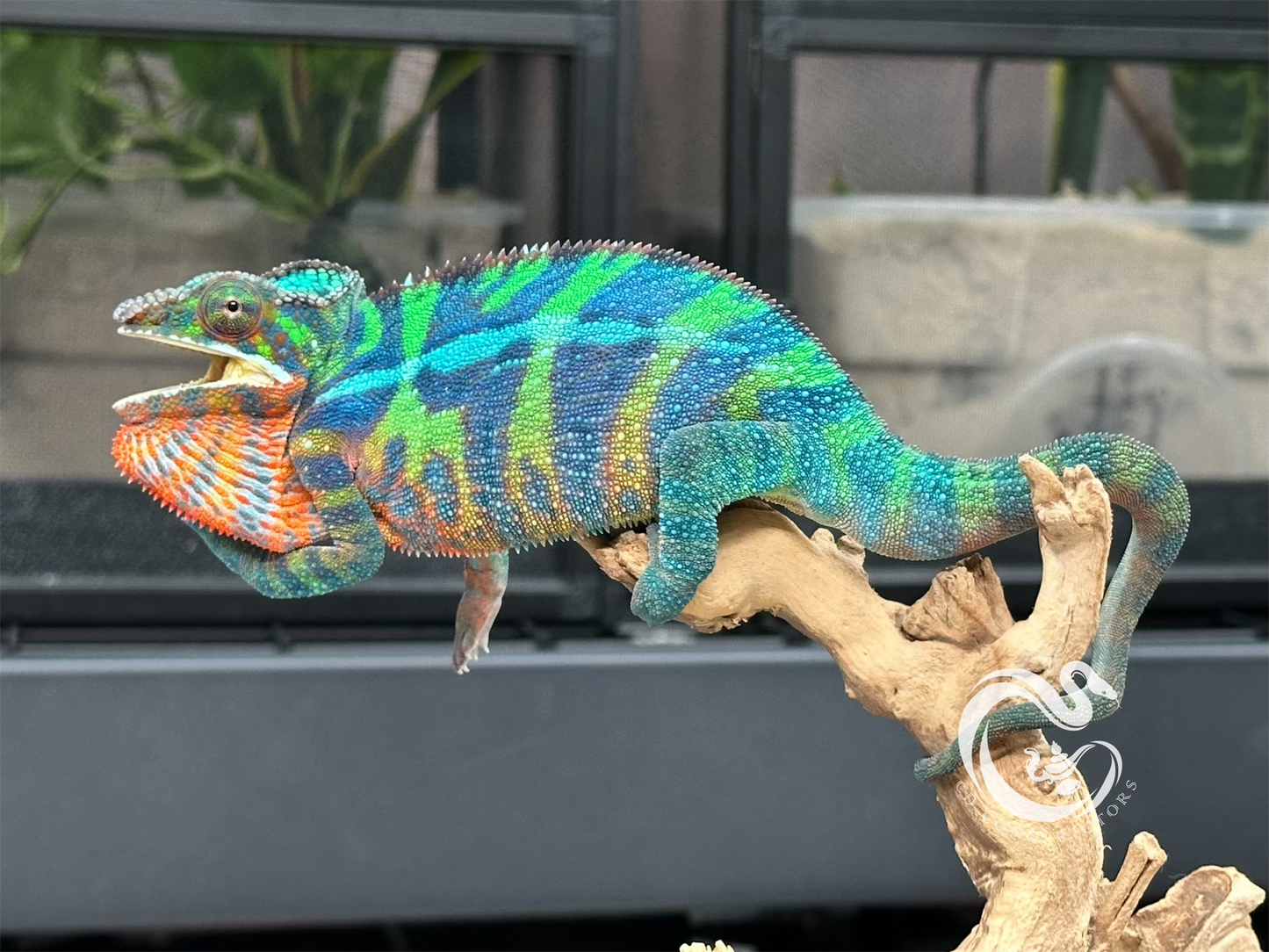 Ambilobe Panther Chameleon M1