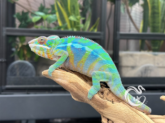 Ambilobe Panther Chameleon M4