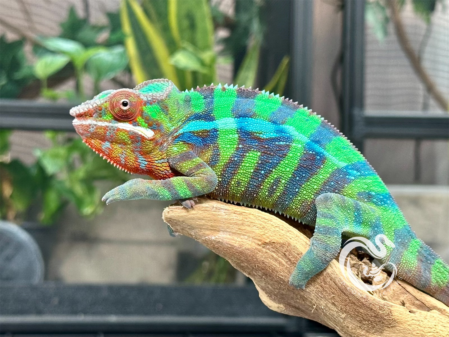 Ambilobe Panther Chameleon M3