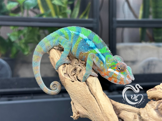 Ambilobe Panther Chameleon M9