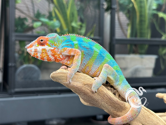 Ambilobe Panther Chameleon M8