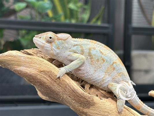 Ambilobe Panther Chameleon F8