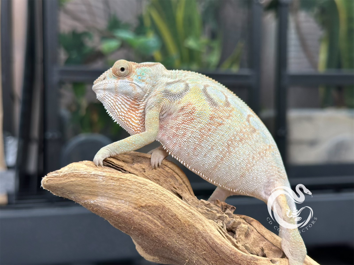 Ambilobe Panther Chameleon F2