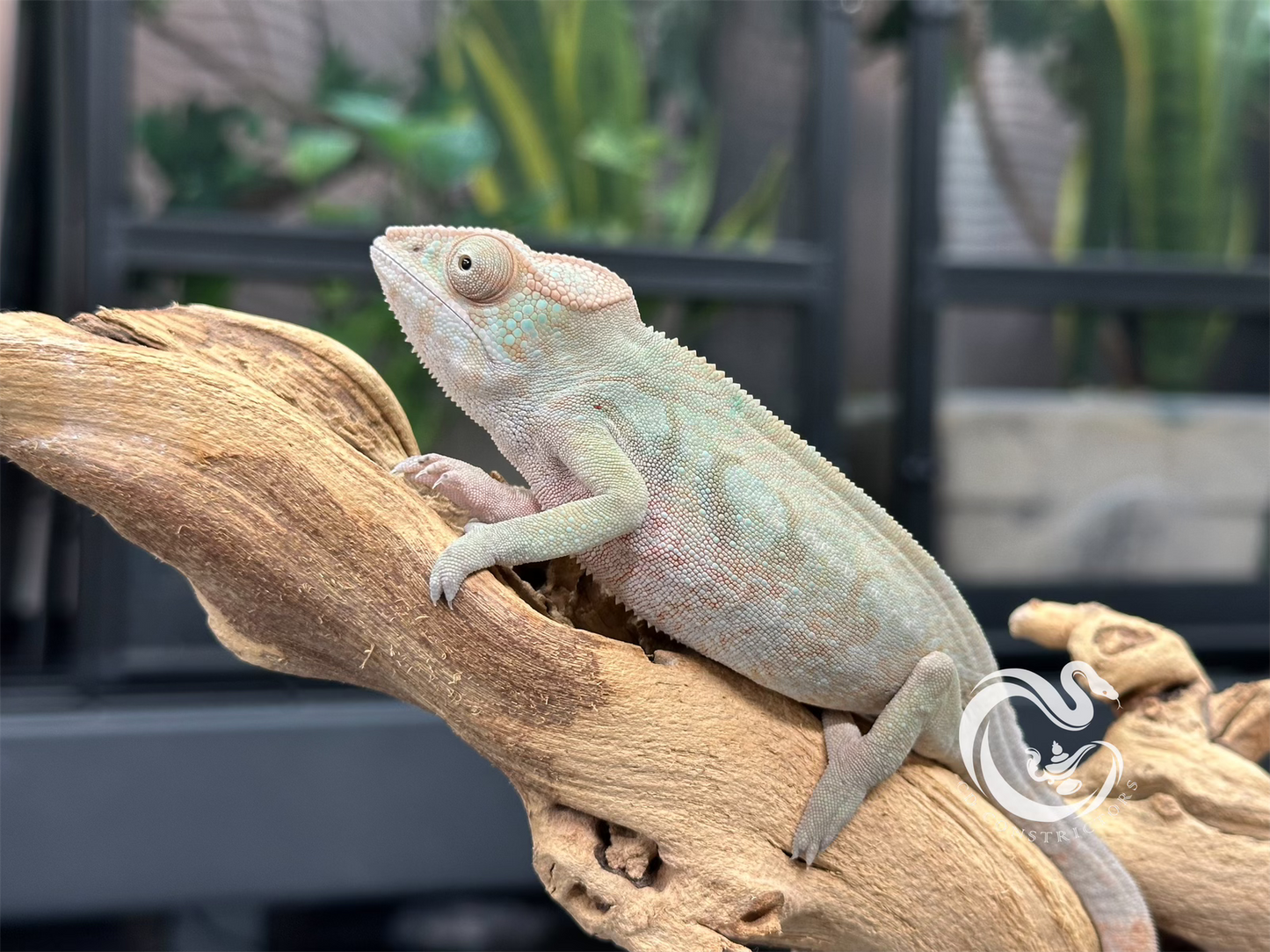 Ambilobe Panther Chameleon F10