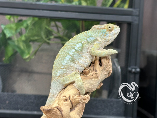 Ambilobe Panther Chameleon F3