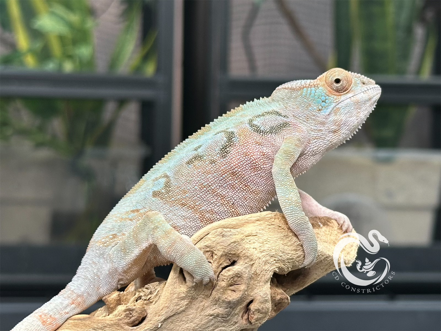 Ambilobe Panther Chameleon F11