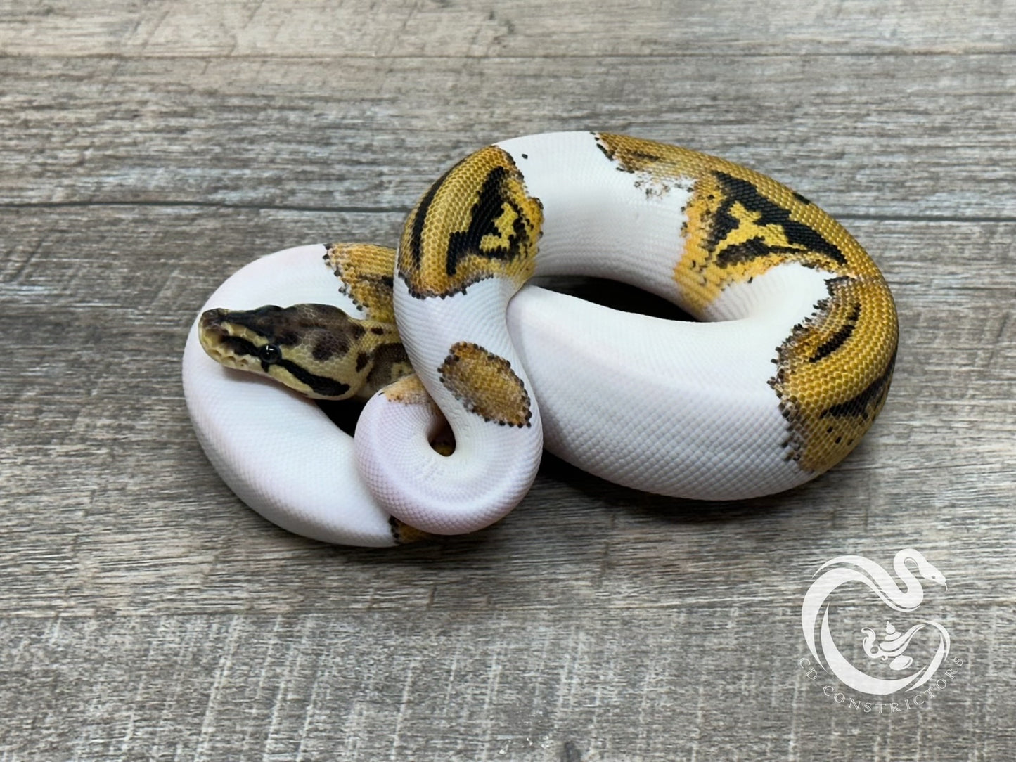 0.1 Leopard Pastel Pied DH Desert Ghost Clown (Poss Het Cryptic)