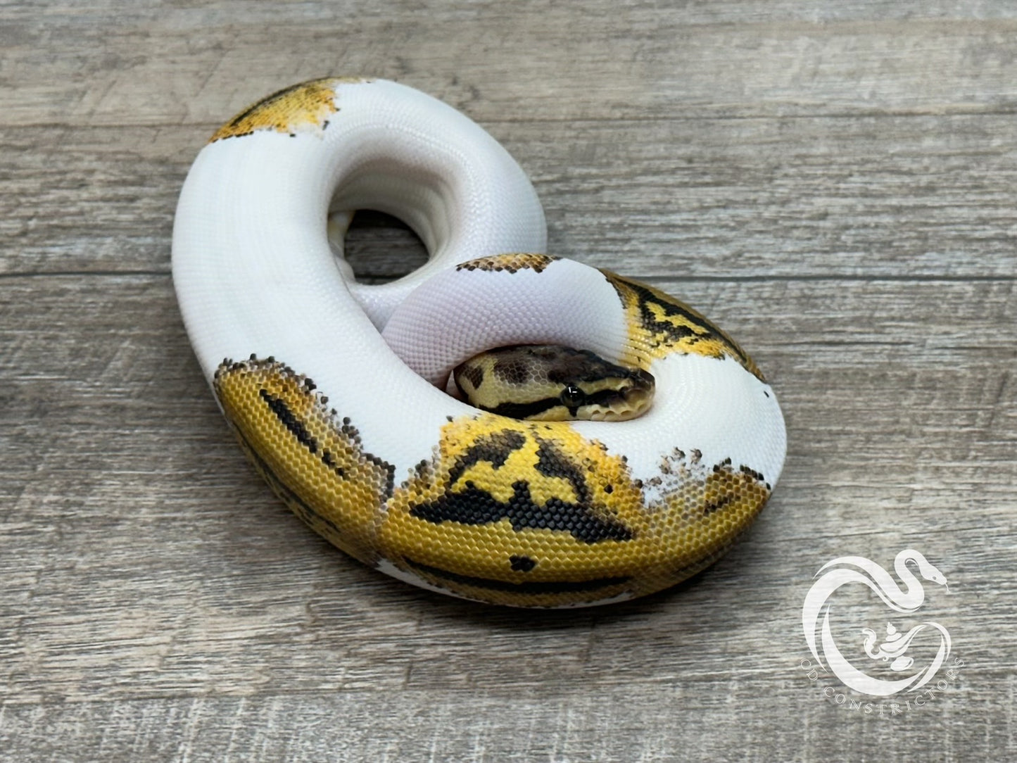 0.1 Leopard Pastel Pied DH Desert Ghost Clown (Poss Het Cryptic)