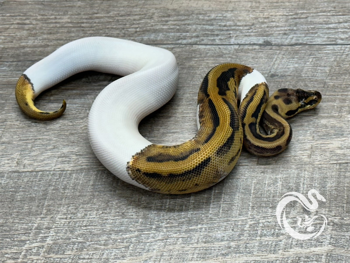 0.1 Leopard Pastel Pied DH Desert Ghost Clown (Poss Het Cryptic)