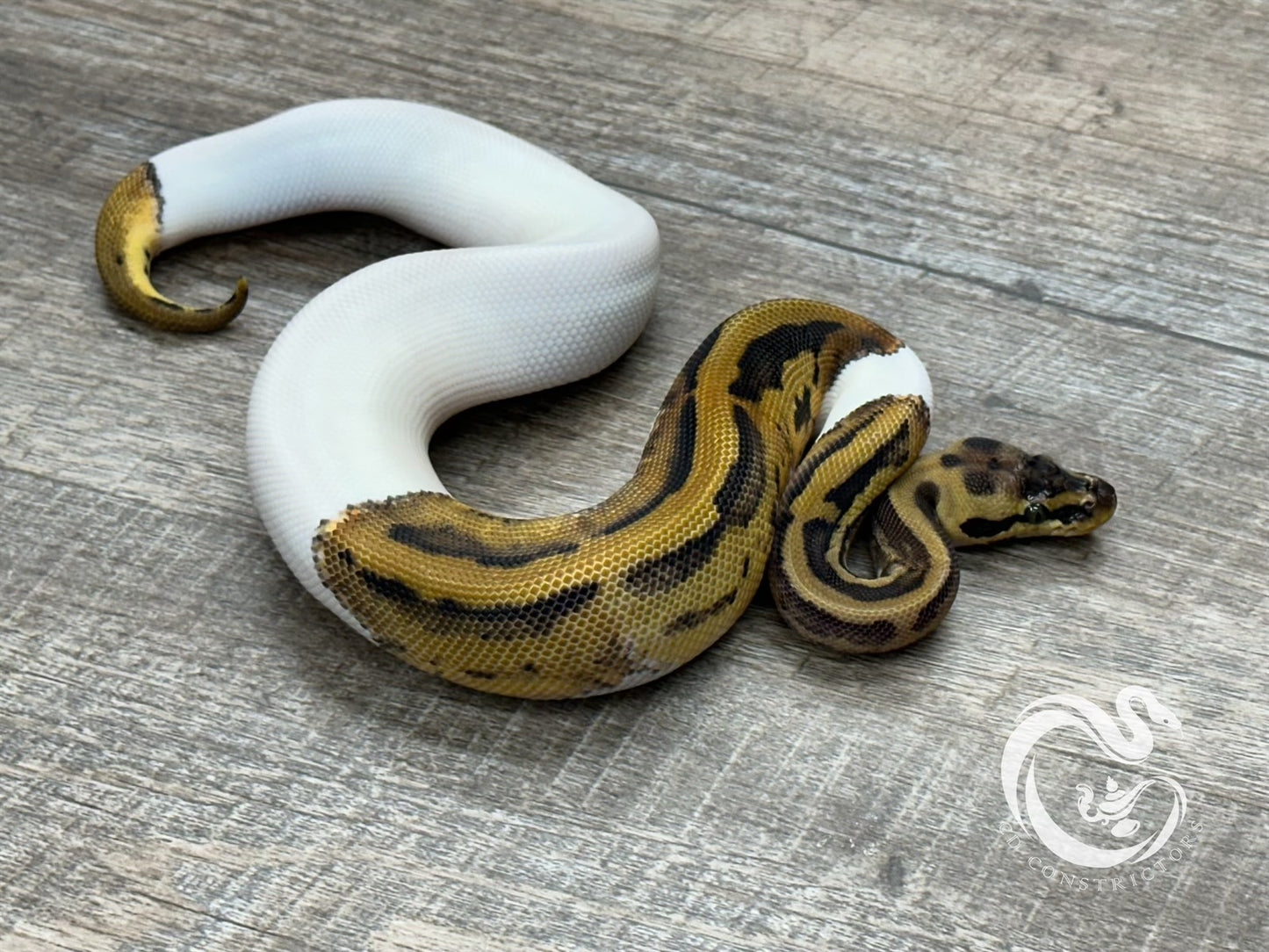 0.1 Leopard Pastel Pied DH Desert Ghost Clown (Poss Het Cryptic)